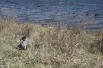 Bluestem Kennels Wirehaired Pointing Griffon Puppy