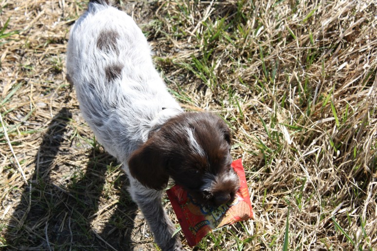 Bluestem Kennels Wirehaired Pointing Griffon Puppy