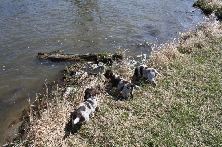 Bluestem Kennels Wirehaired Pointing Griffon Puppy