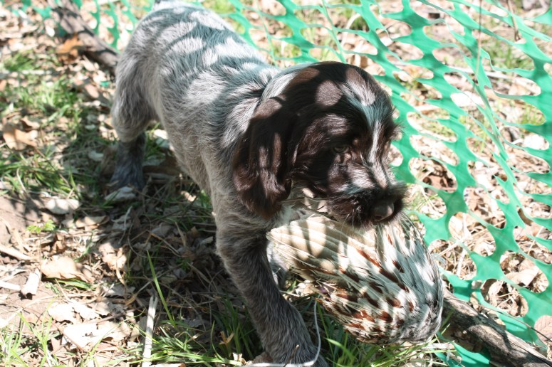 Bluestem Kennels Wirehaired Pointing Griffon Puppy