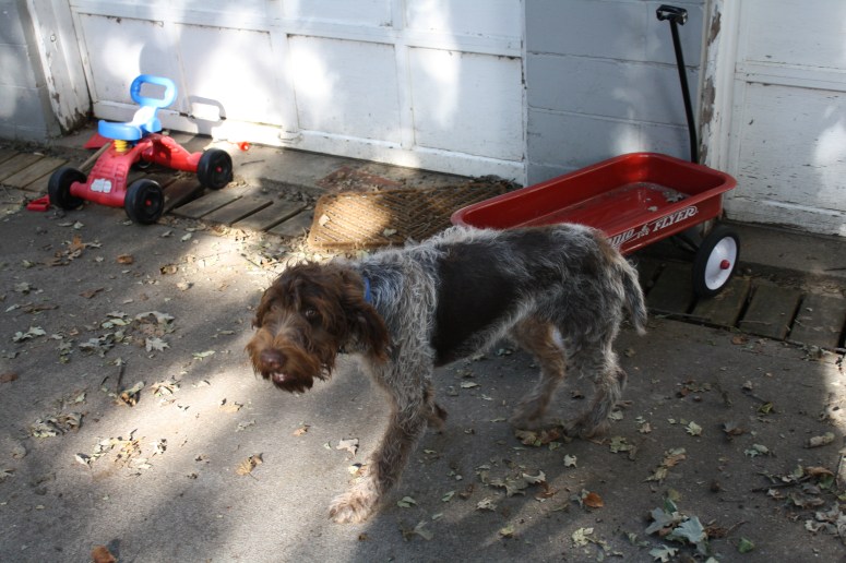 Bluestem Kennels Wirehaired Pointing Griffon Puppy