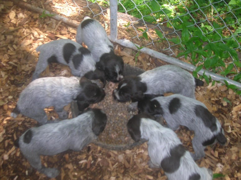 Bluestem Kennels Wirehaired Pointing Griffon Puppy