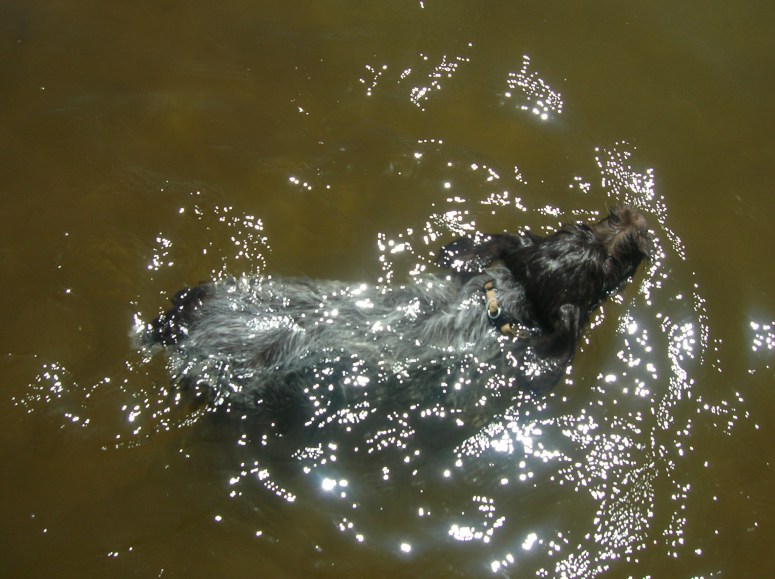 Bluestem Kennels Wirehaired Pointing Griffon Puppy