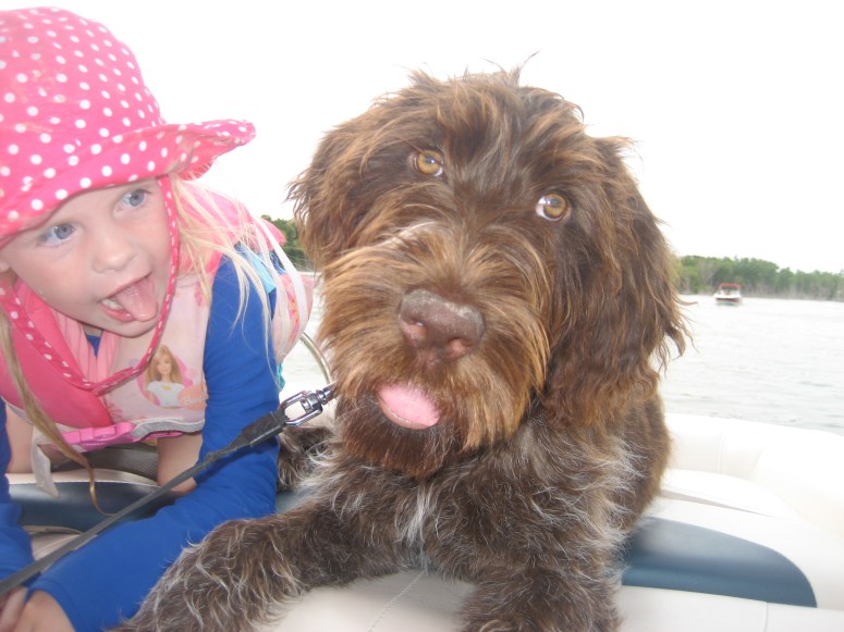 Bluestem Kennels Wirehaired Pointing Griffon Puppy