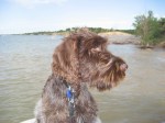 Bluestem Kennels Wirehaired Pointing Griffon Puppy