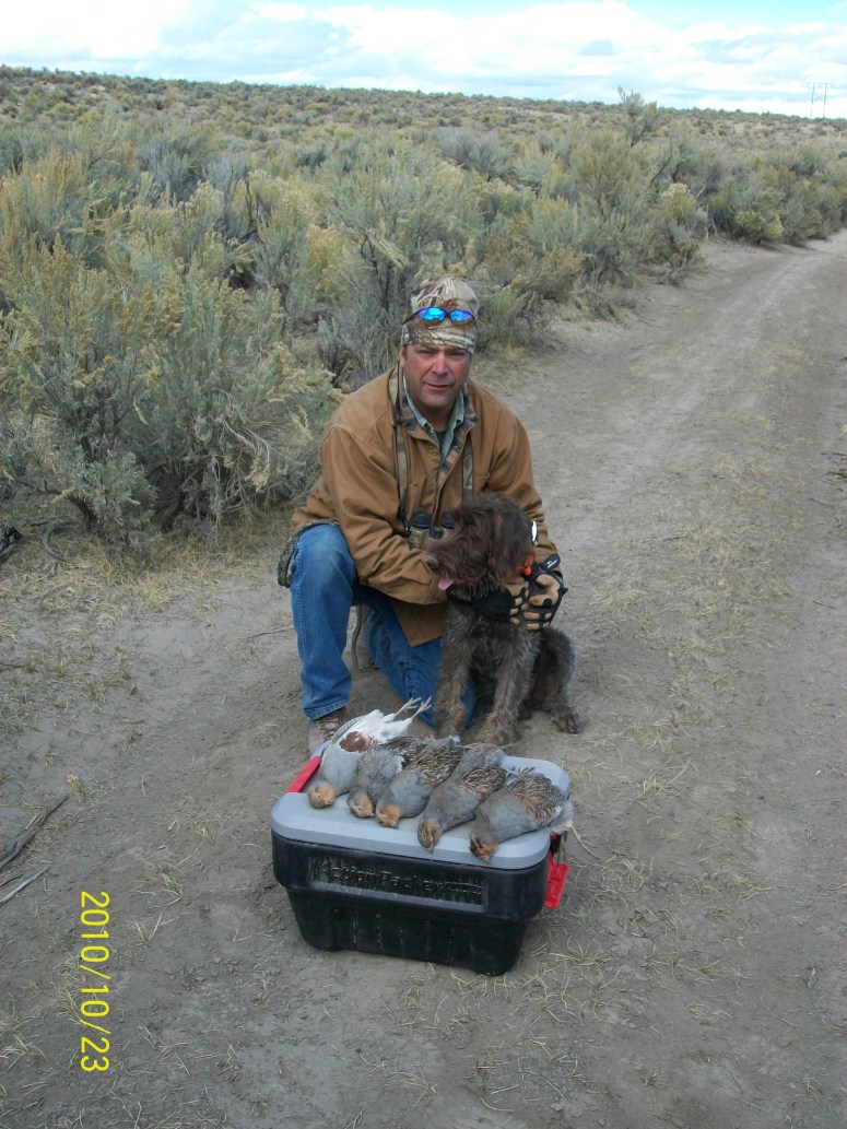 Bluestem Kennels Wirehaired Pointing Griffon Puppy