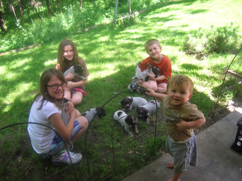 Bluestem Kennels Wirehaired Pointing Griffon Puppy