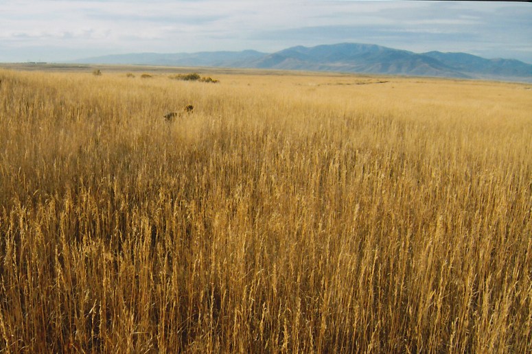 Bluestem Kennels Wirehaired Pointing Griffon Puppy