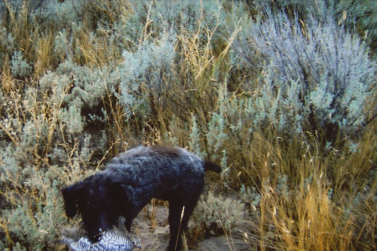Bluestem Kennels Wirehaired Pointing Griffon Puppy