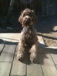 Bluestem Kennels Wirehaired Pointing Griffon Puppy