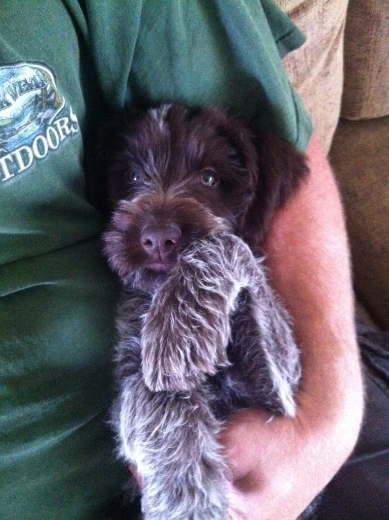 Bluestem Kennels Wirehaired Pointing Griffon Puppy