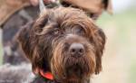 Bluestem Kennels Wirehaired Pointing Griffon Puppy