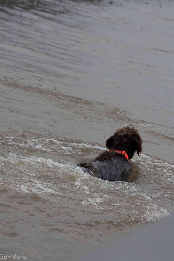 Bluestem Kennels Wirehaired Pointing Griffon Puppy