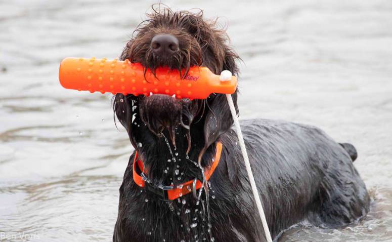 Bluestem Kennels Wirehaired Pointing Griffon Puppy