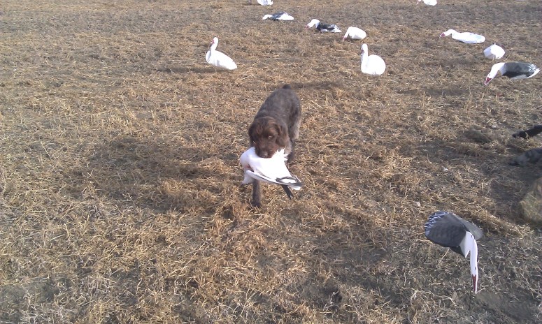 Bluestem Kennels Wirehaired Pointing Griffon Puppy