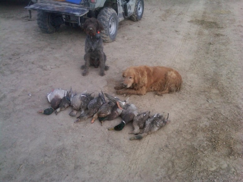 Bluestem Kennels Wirehaired Pointing Griffon Puppy