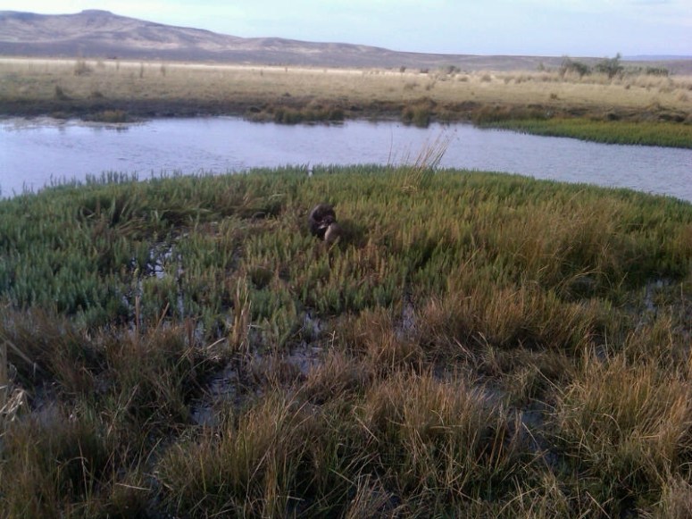 Bluestem Kennels Wirehaired Pointing Griffon Puppy