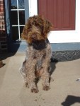 Bluestem Kennels Wirehaired Pointing Griffon Puppy
