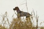 Bluestem Kennels Wirehaired Pointing Griffon Puppy