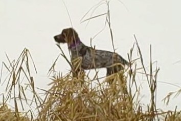 Bluestem Kennels Wirehaired Pointing Griffon Puppy
