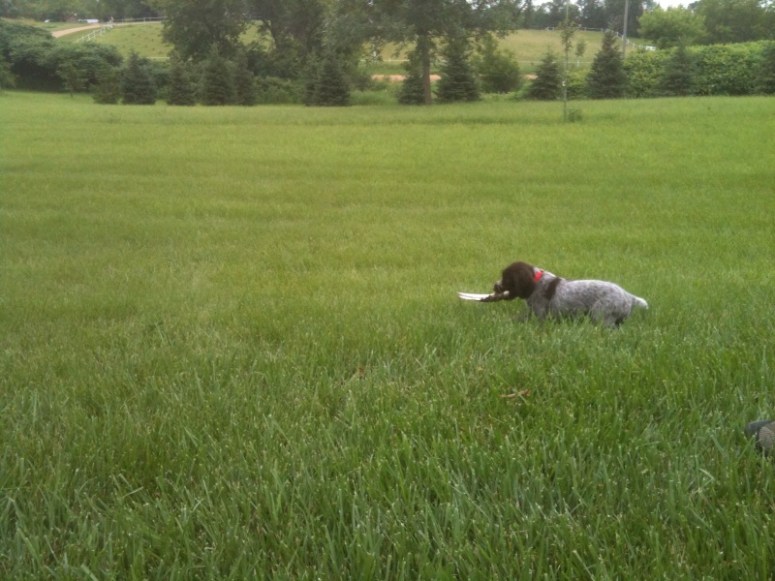 Bluestem Kennels Wirehaired Pointing Griffon Puppy