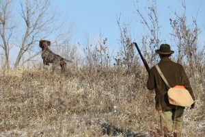 Wirehaired Pointing Griffon