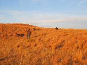 Wirehaired Pointing Griffons