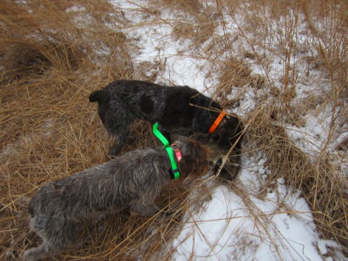 Wirehaired Pointing Griffon with raccoon