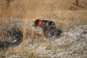 Wirehaired Pointing Griffon