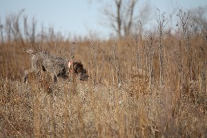 Wirehaired Pointing Griffon