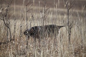 Wirehaired Pointing Griffon