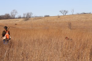 Wirehaired Pointing Griffon