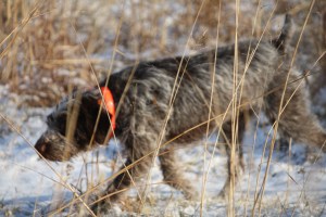 Wirehaired Pointing Griffon