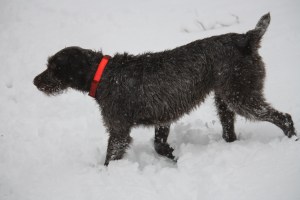 Wirehaired Pointing Griffon snow