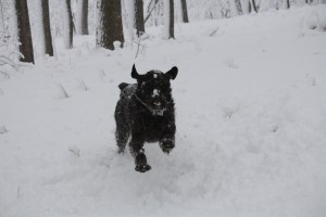 Sam Wirehaired Pointing Griffon snow