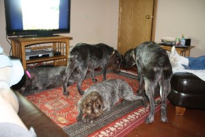 Wirehaired Pointing Griffons in the house