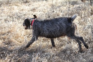 Pregnant Wirehaired Pointing Griffon Female Running