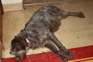 Pregnant Wirehaired Pointing Griffon Female