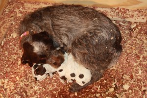 Newborn Wirehaired Pointing Griffon Puppies