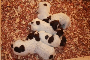 3 day old Wirehaired Pointing Griffon Puppies
