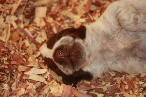 Wirehaired Pointing Griffon Puppies