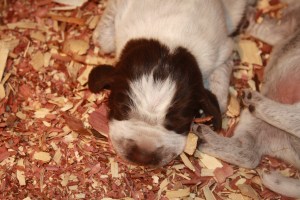 Wirehaired Pointing Griffon Puppies