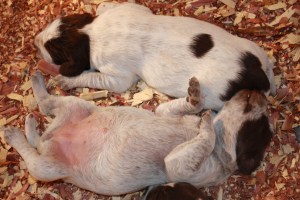 Wirehaired Pointing Griffon Puppies