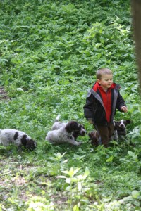 Wirehaired Pointing Griffon Puppies Six Weeks