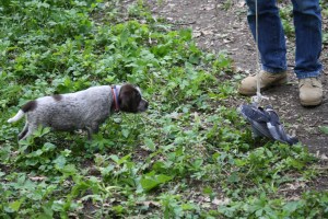 Wirehaired Pointing Griffon Puppy Pointing Bird