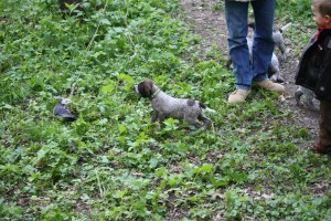 Wirehaired Pointing Griffon Puppy Pointing Bird
