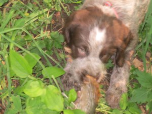 Wirehaired Pointing Griffon Pheasant Wing