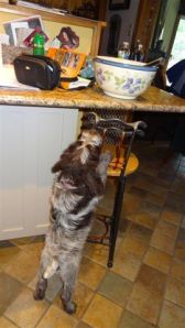 Wirehaired Pointing Griffon 8 weeks