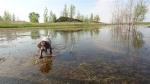 Wirehaired Pointing Griffon 8 weeks