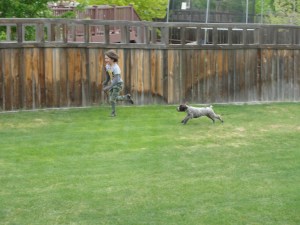 Wirehaired Pointing Griffon 8 weeks